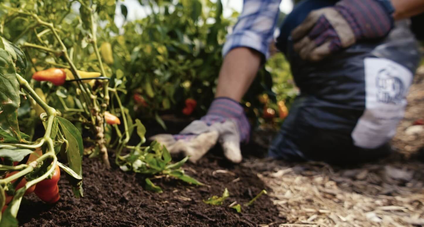 Operator Vanessa Bales' composting efforts at her restaurant in Texas.